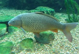carp carp