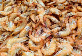 Shrimp Shrimp