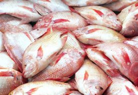 Tilapia Fish Tilapia Fish