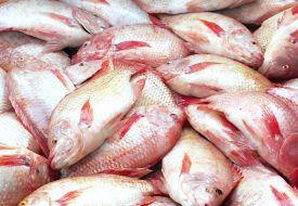 Tilapia Fish